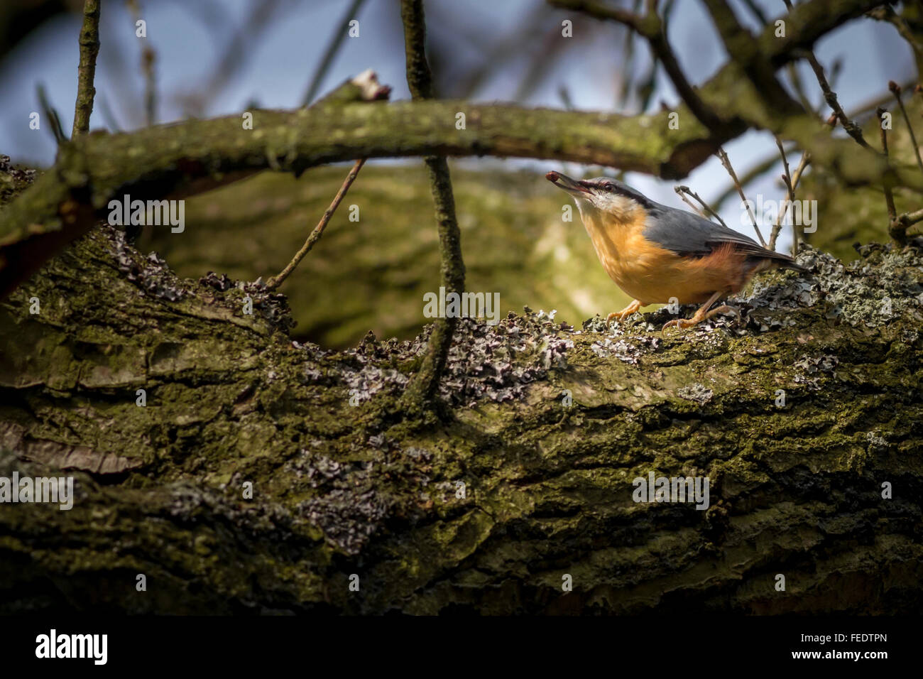 Nuthatch holding a chrysalis in its beak, Yorkshire, UK Stock Photo