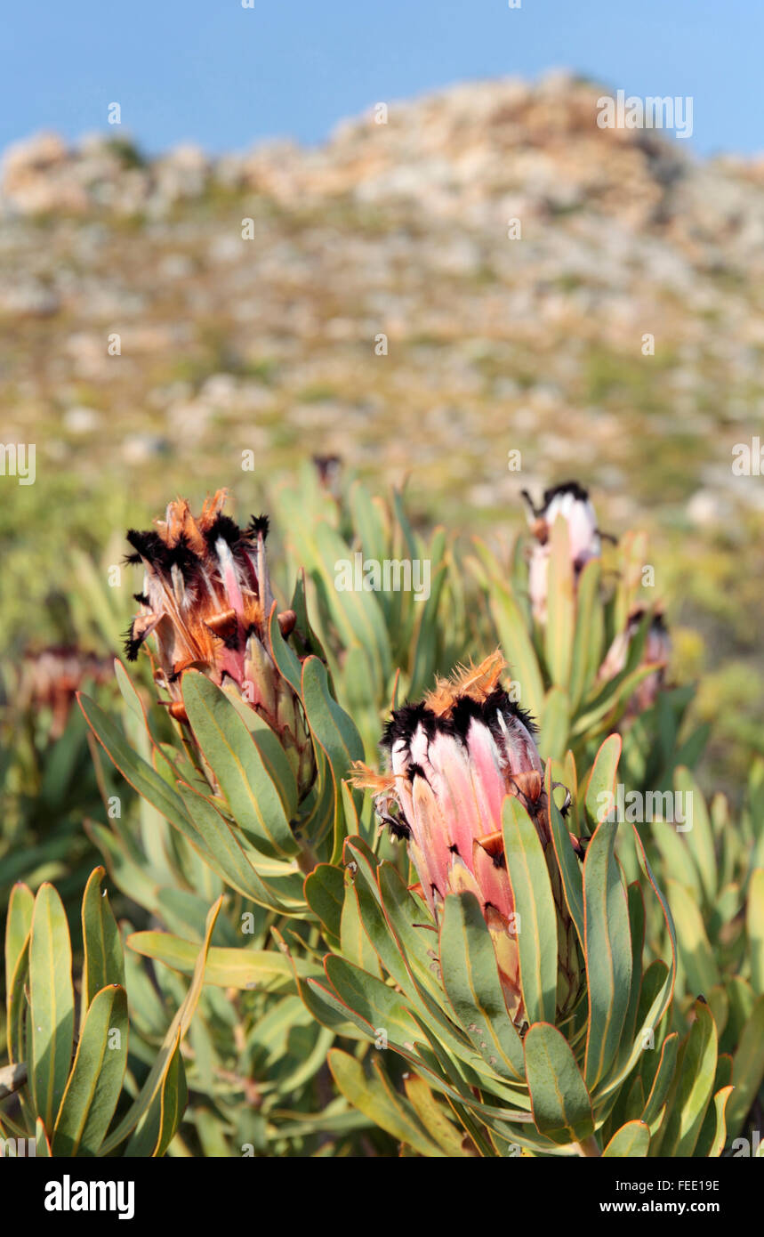 Black Bearded Protea Flowers, Cape Town, South Africa Stock Photo Alamy
