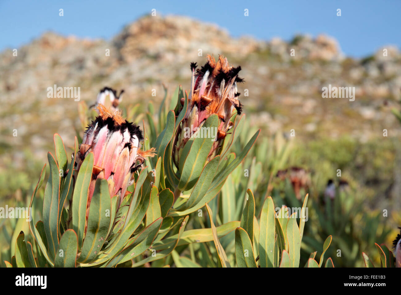 Black Bearded Protea Flowers, Cape Town, South Africa Stock Photo