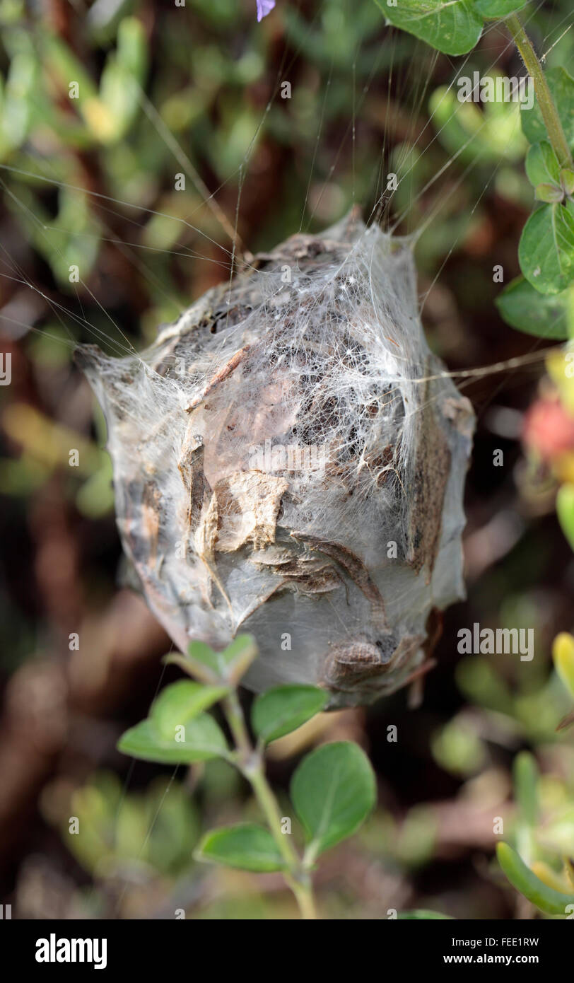 Nest of Rain Spider (Palystes superciliosus), Cape Town, South Africa