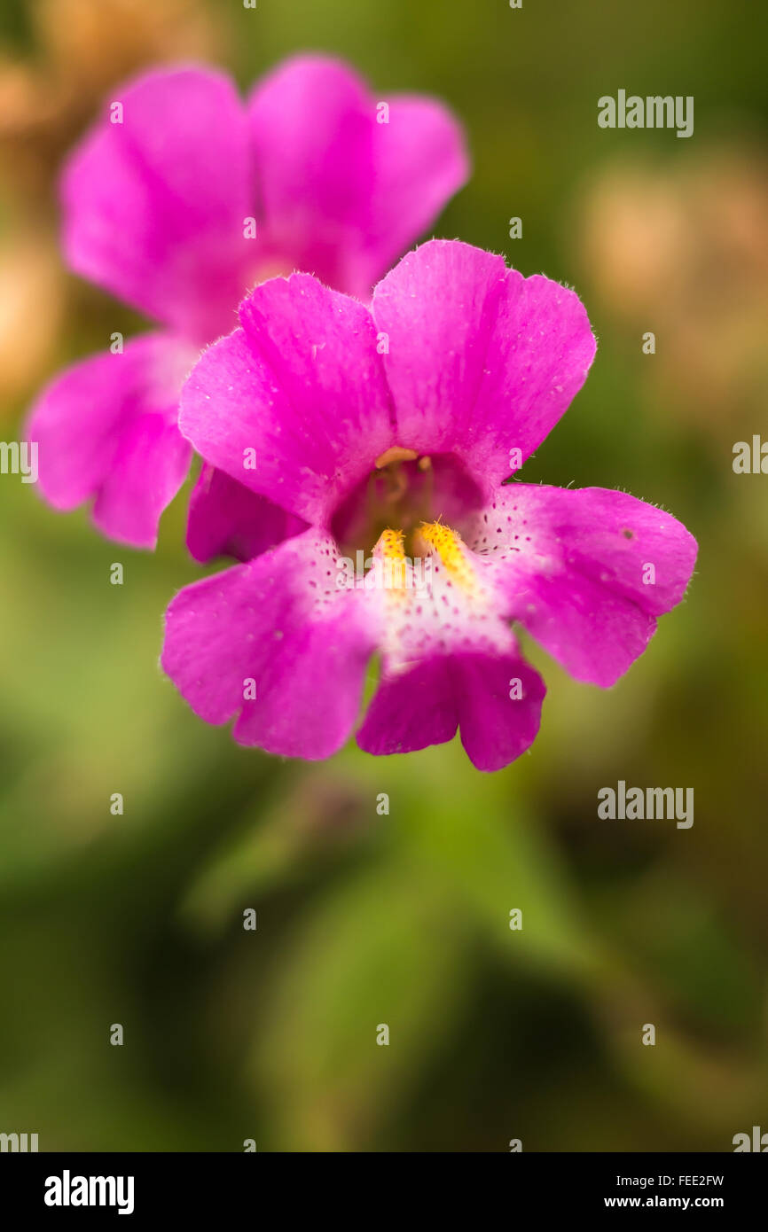 Purple MonkeyFlower, Erythranthe lewisii, on Ptarmigan Ridge, Mount