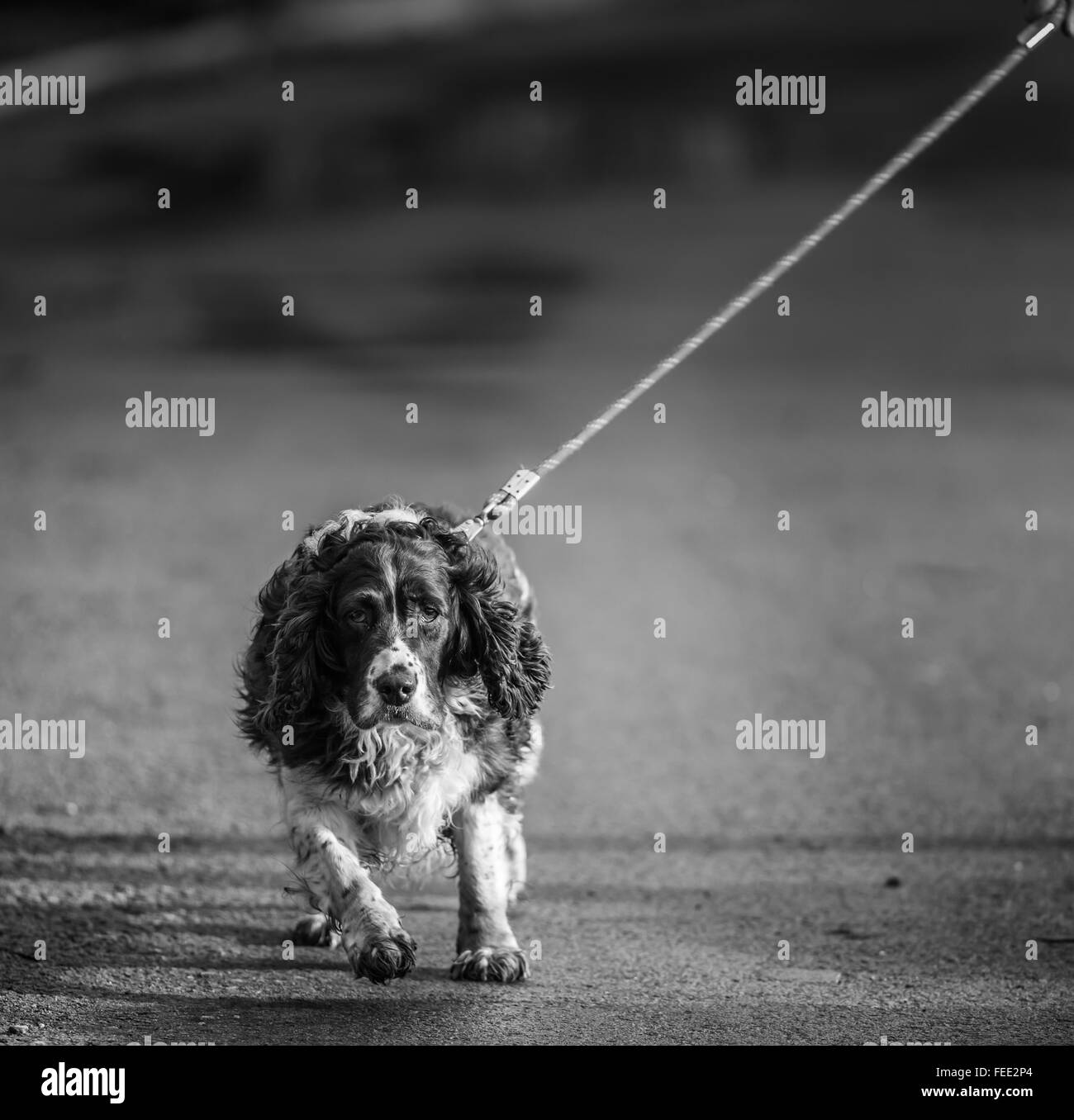 Walking the dog, old english springer spaniel taking its owner for a walk. On a mission with eyes set and pulling at the lead Stock Photo