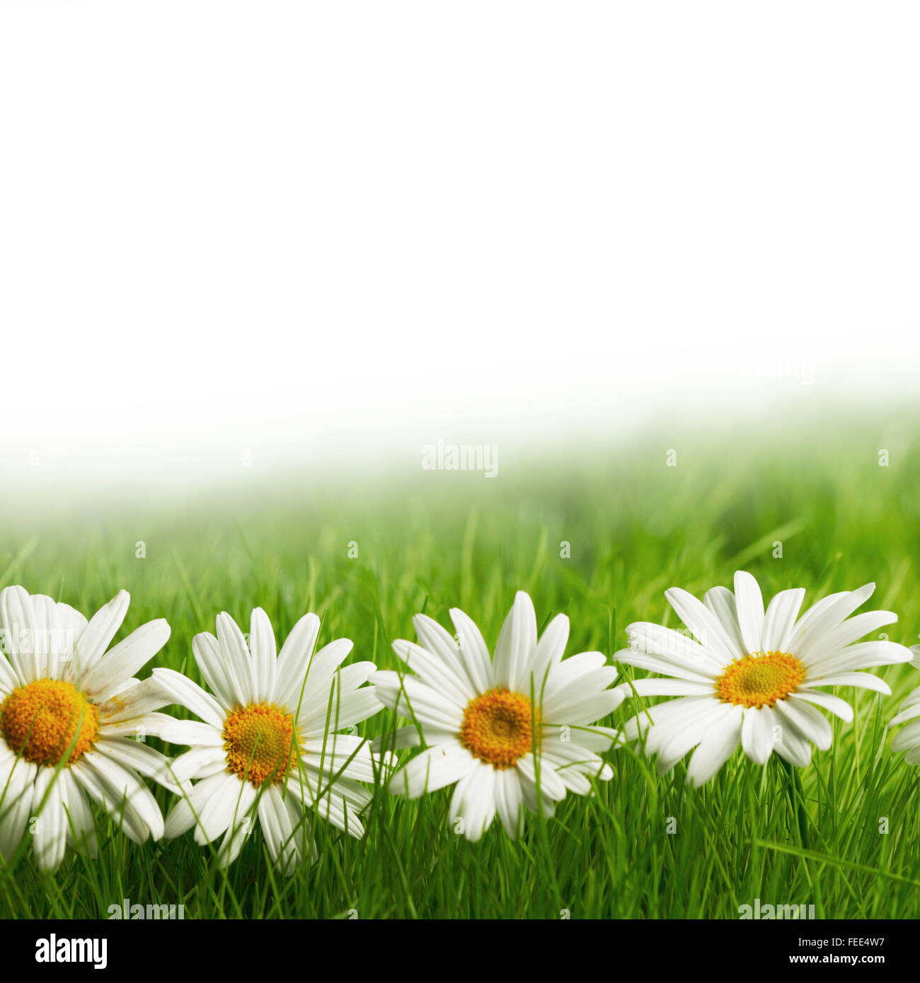 White daisy flowers in green grass isolated on white background Stock ...