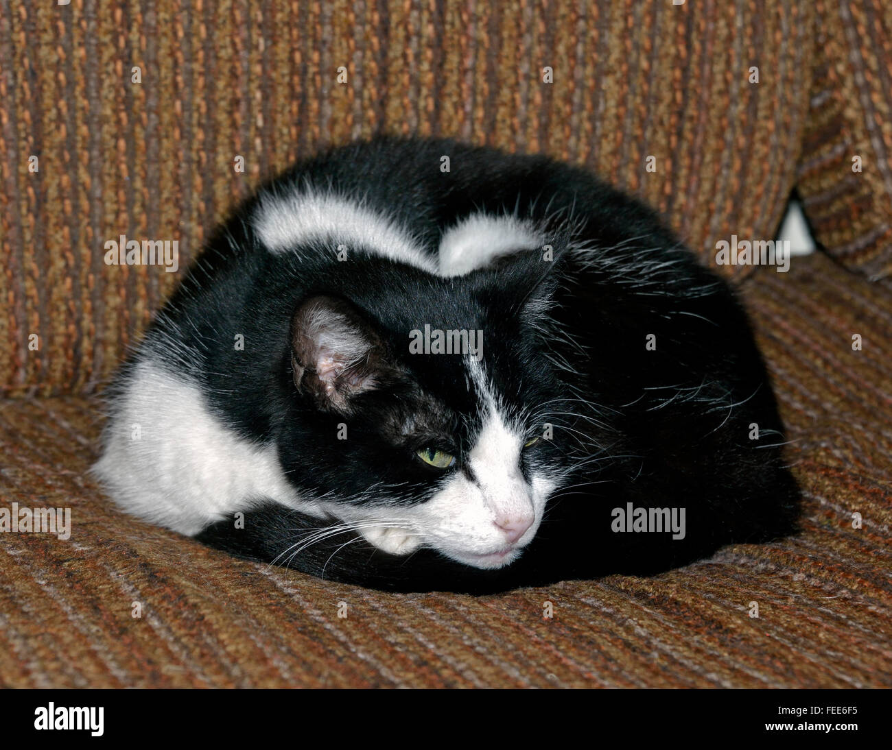 Black and White Cat on settee Stock Photo Alamy