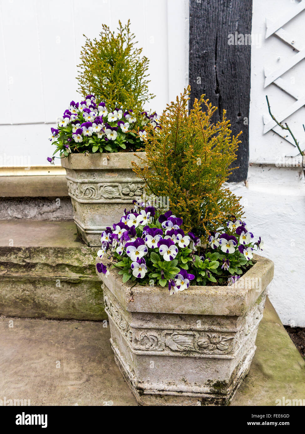 Two concrete planters with pansies and conifers on the steps of Rose Cottage in Great Budworth, Cheshire, England, UK Stock Photo