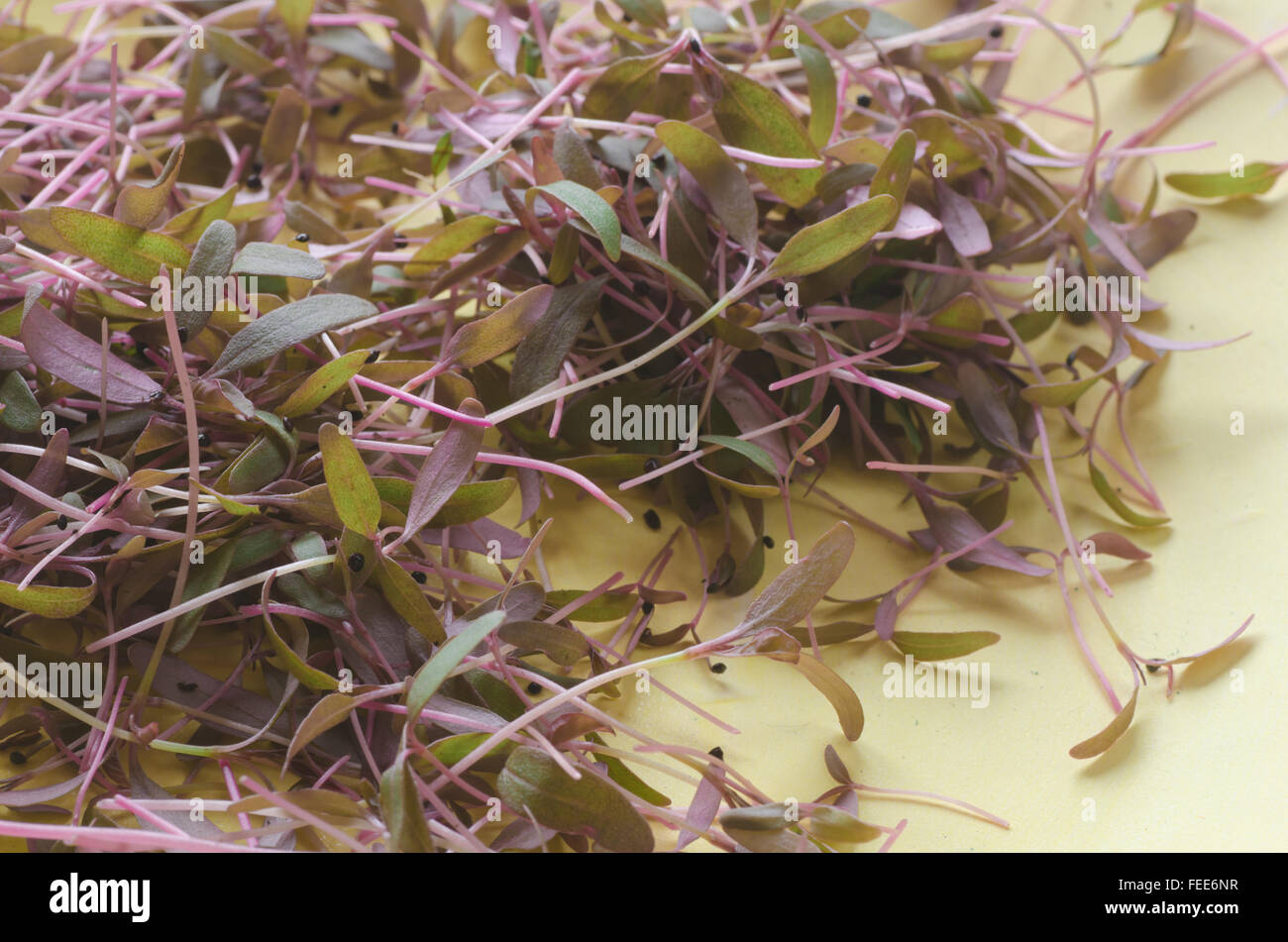 closeup to fresh young amaranth leaves Stock Photo
