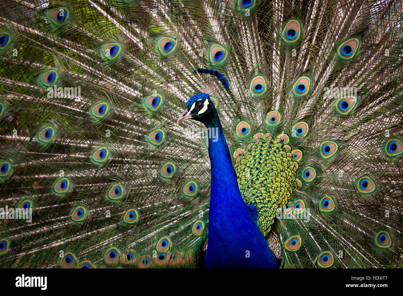 Peacock at the Los Angeles Arboretum Stock Photo