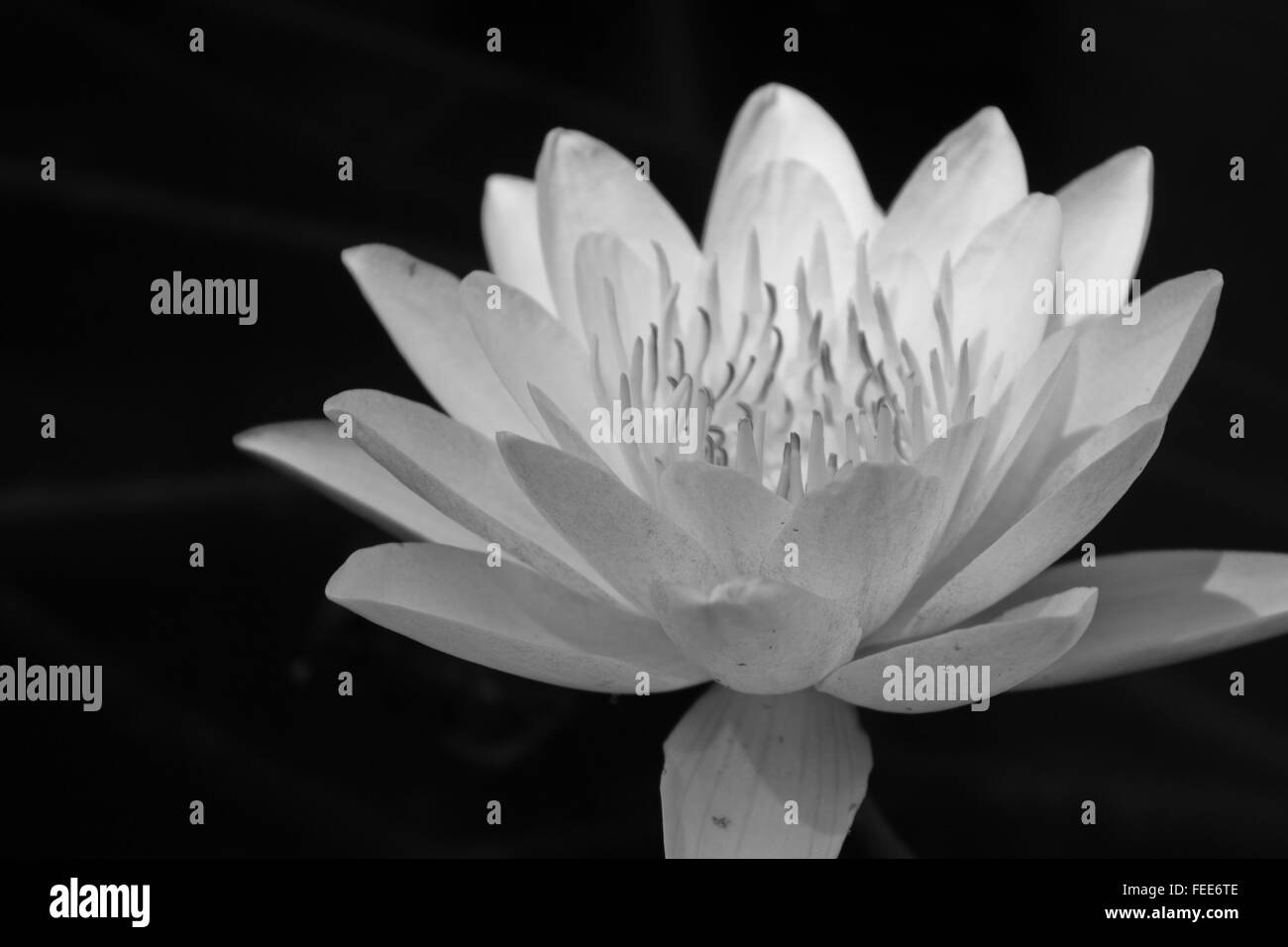 water lily close up Stock Photo Alamy