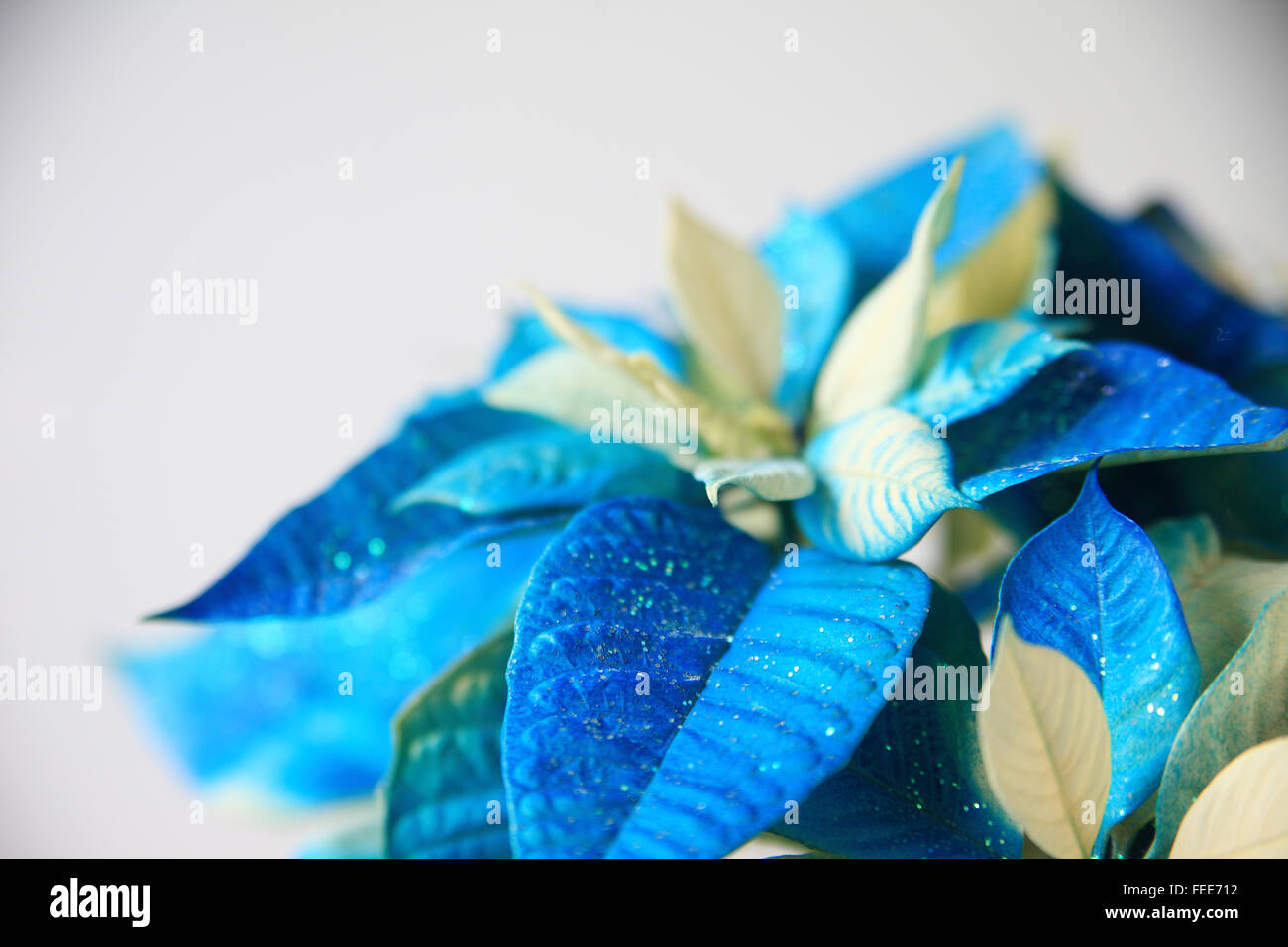 Christmas plant dyed blue and sprinkled with glitter Stock Photo