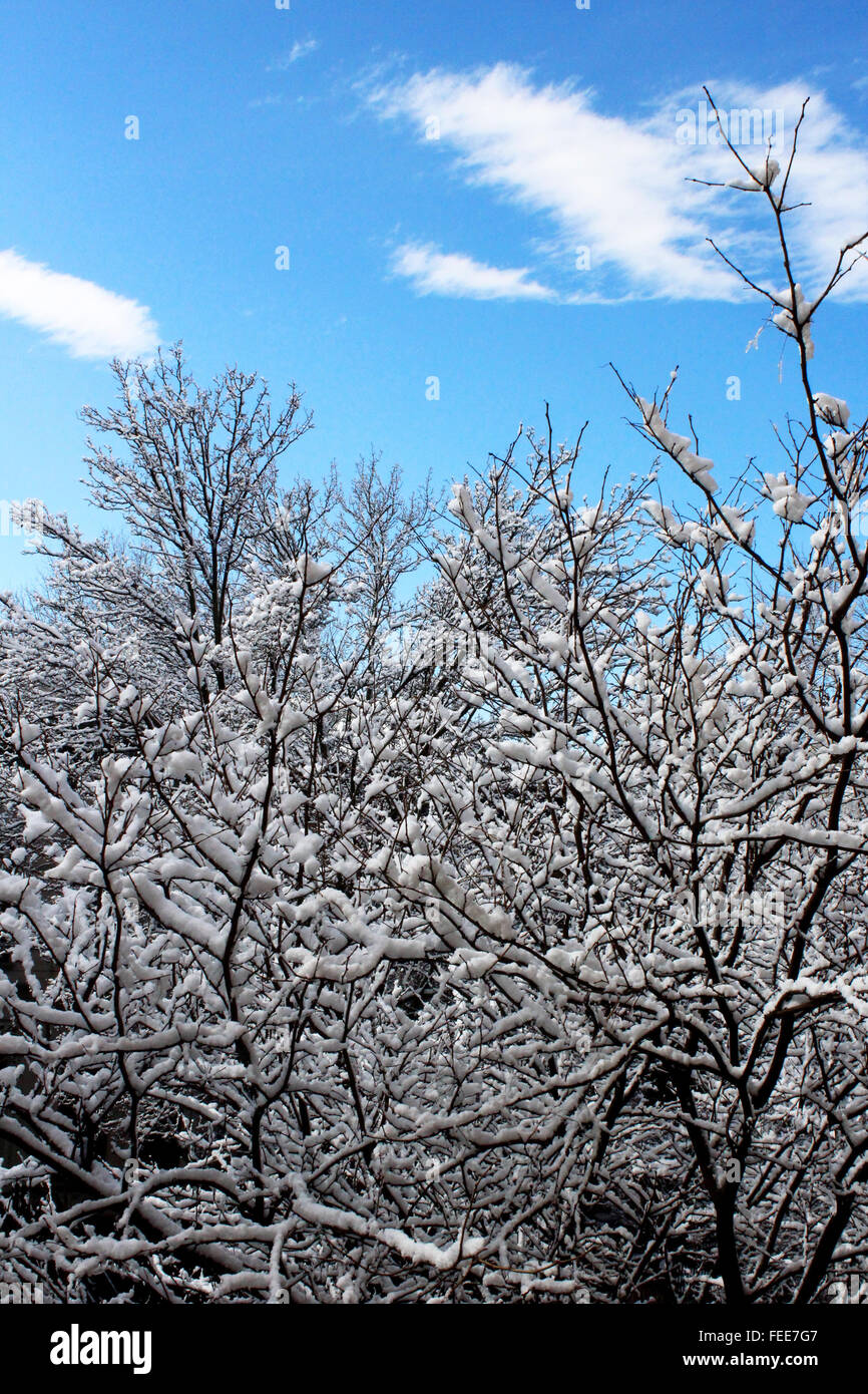 snow covered tree with blue skies and clouds Stock Photo - Alamy
