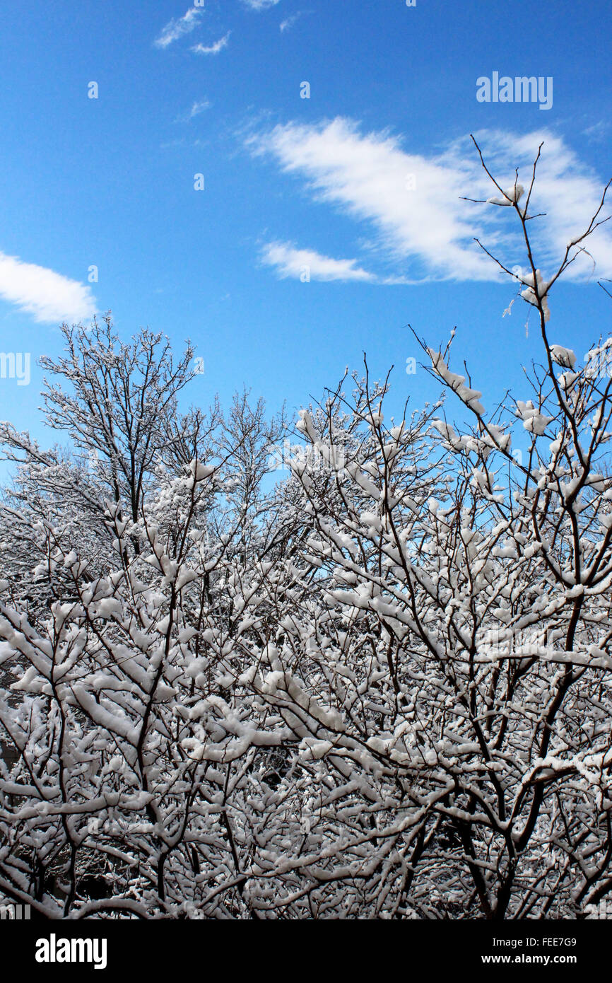 Tree with blue skies hi-res stock photography and images - Alamy
