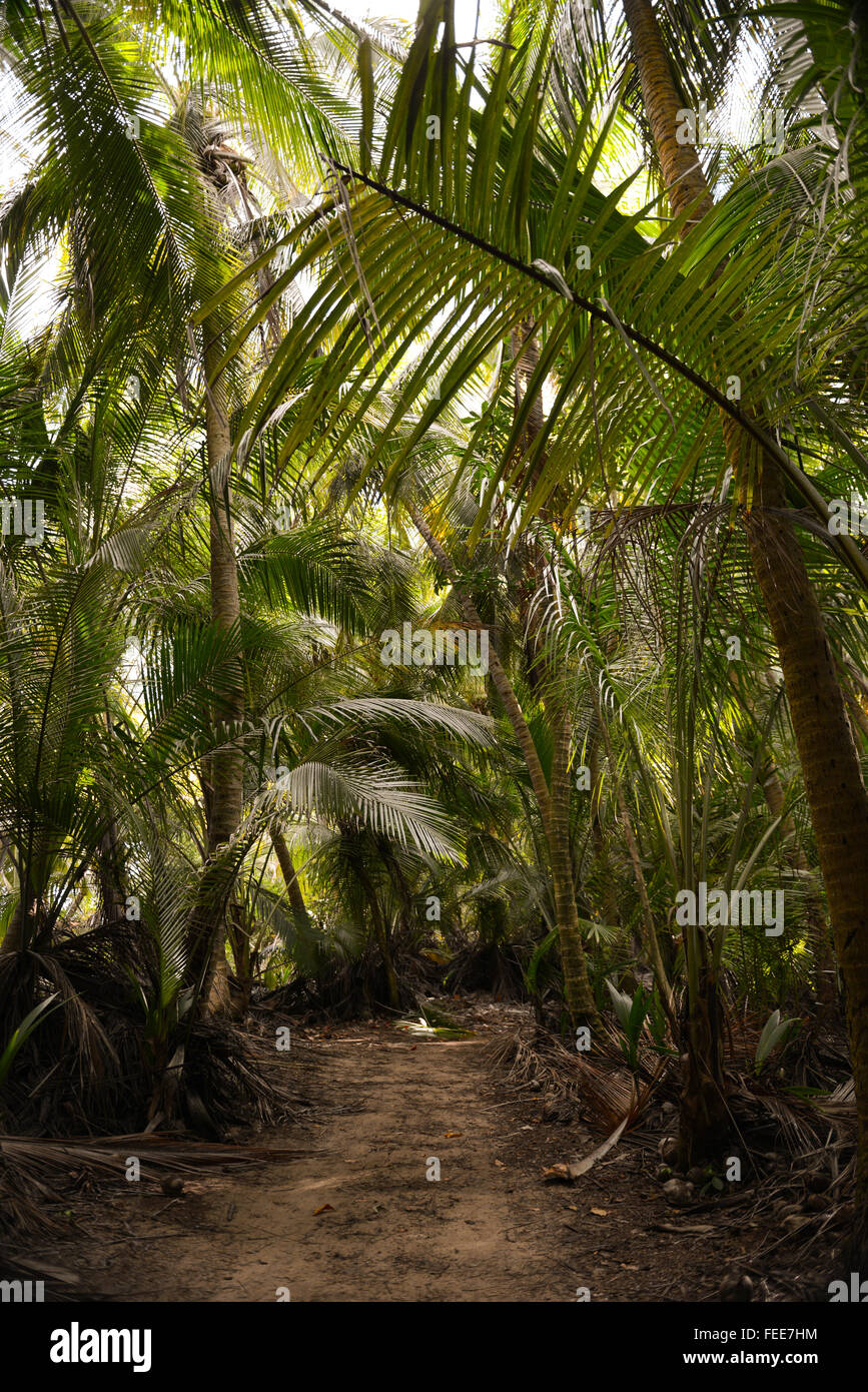 Path to the beach at the Wetland Natural Reserve Punta Tuna (Reserva Natural Humedal) in Maunabo, Puerto Rico. Stock Photo