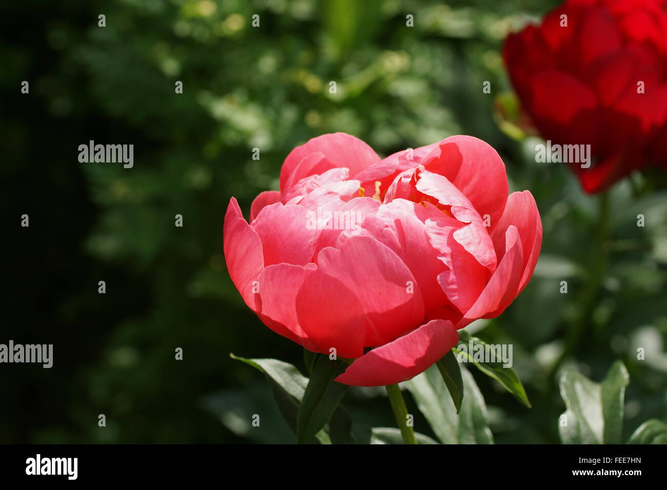 Paeonia lactiflora Coral Magic Stock Photo