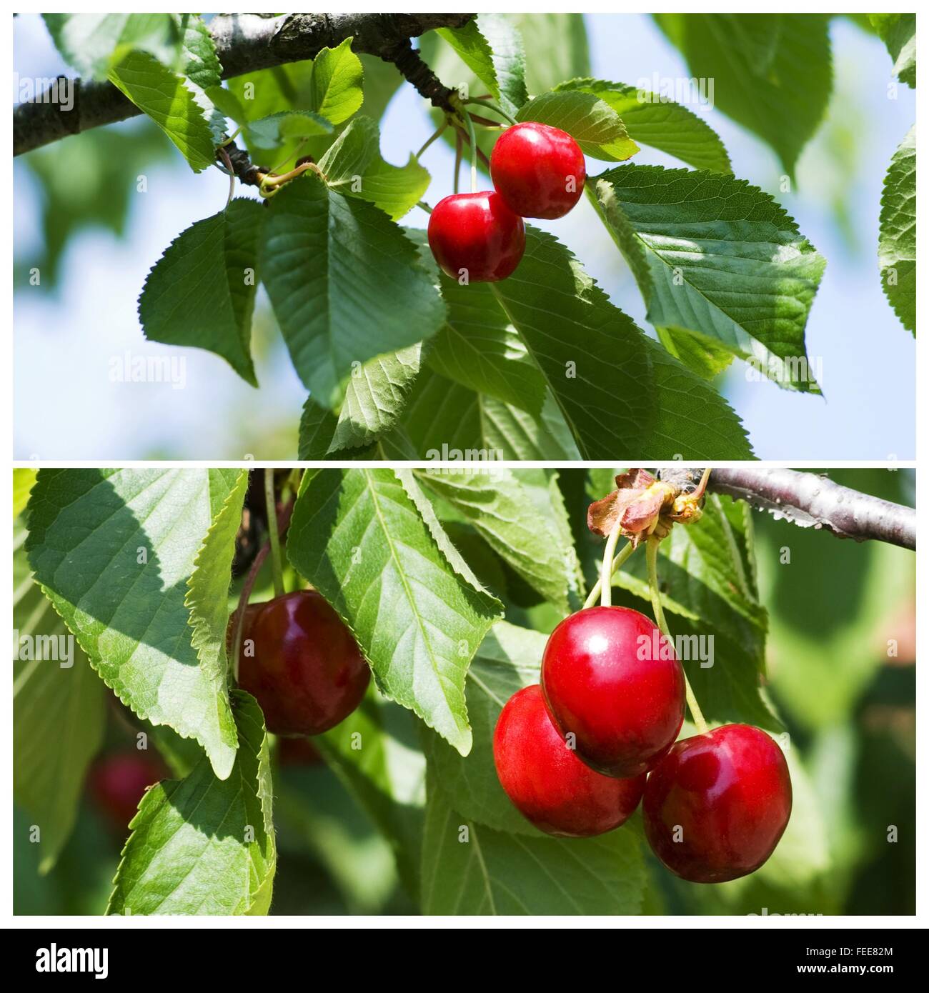 Cherries on the tree Stock Photo Alamy