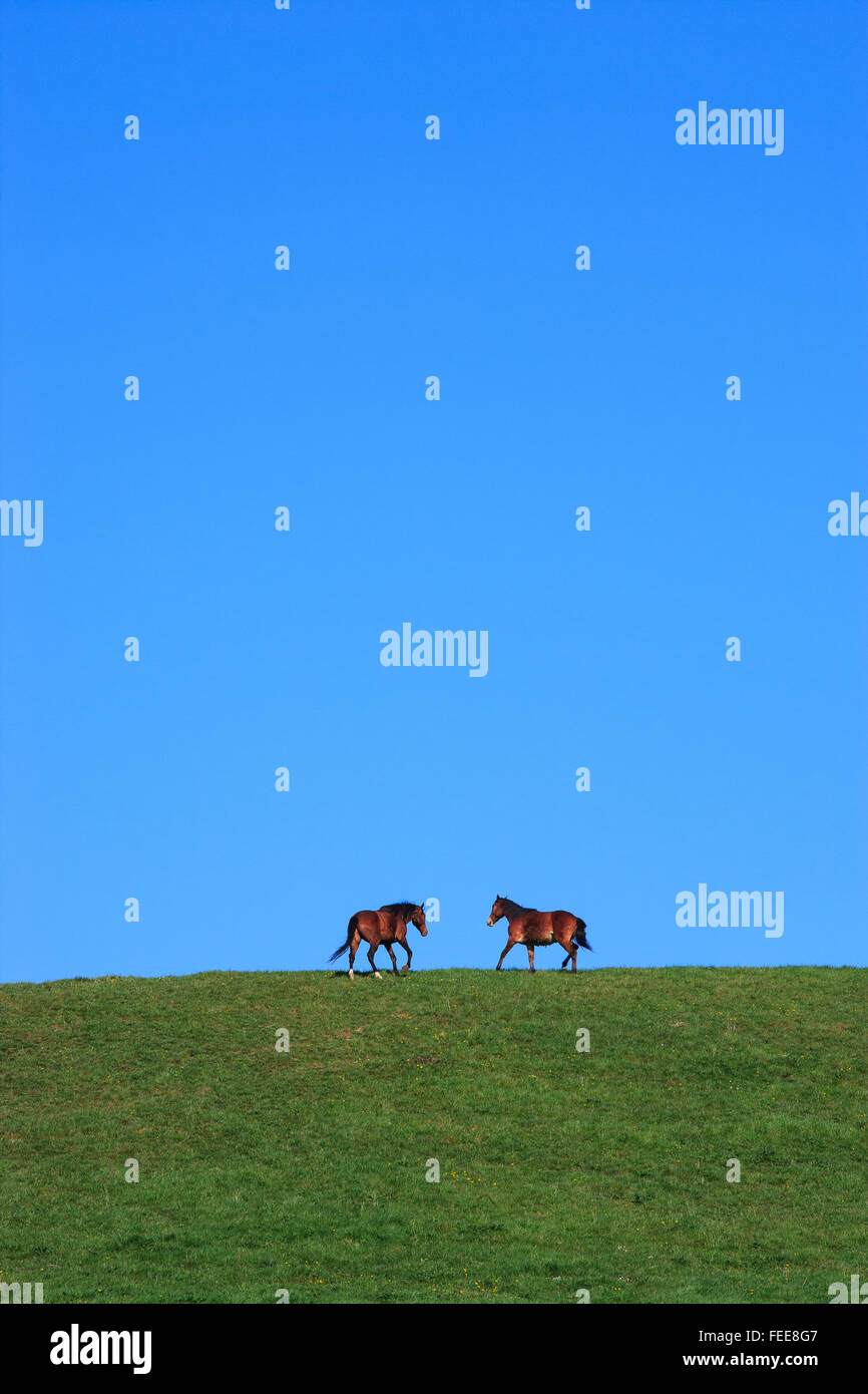 two horses against blue sky Stock Photo Alamy