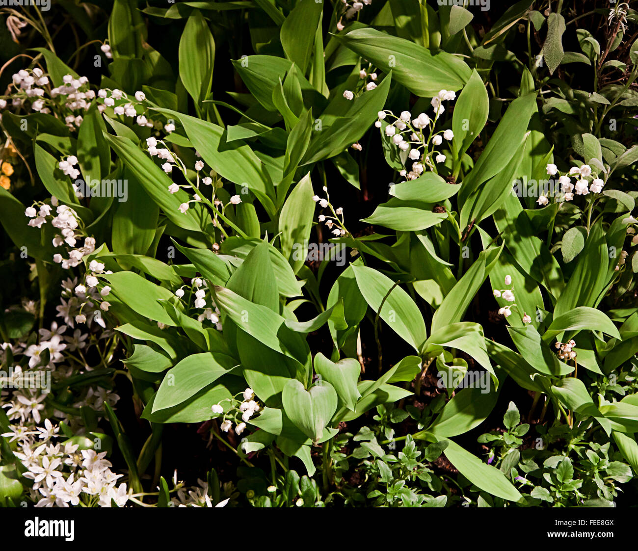 Lily of the valley flowerbed on springtime, sweetly scented but poisonous plant Stock Photo
