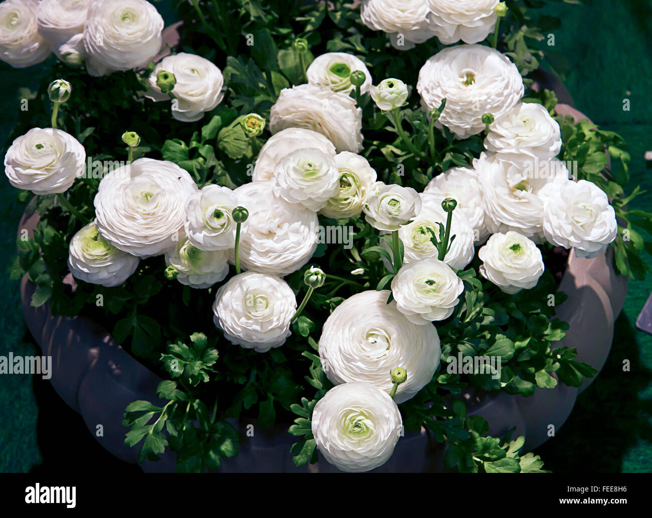 Flower pot full of lustrous beautiful white buttercups Stock Photo Alamy
