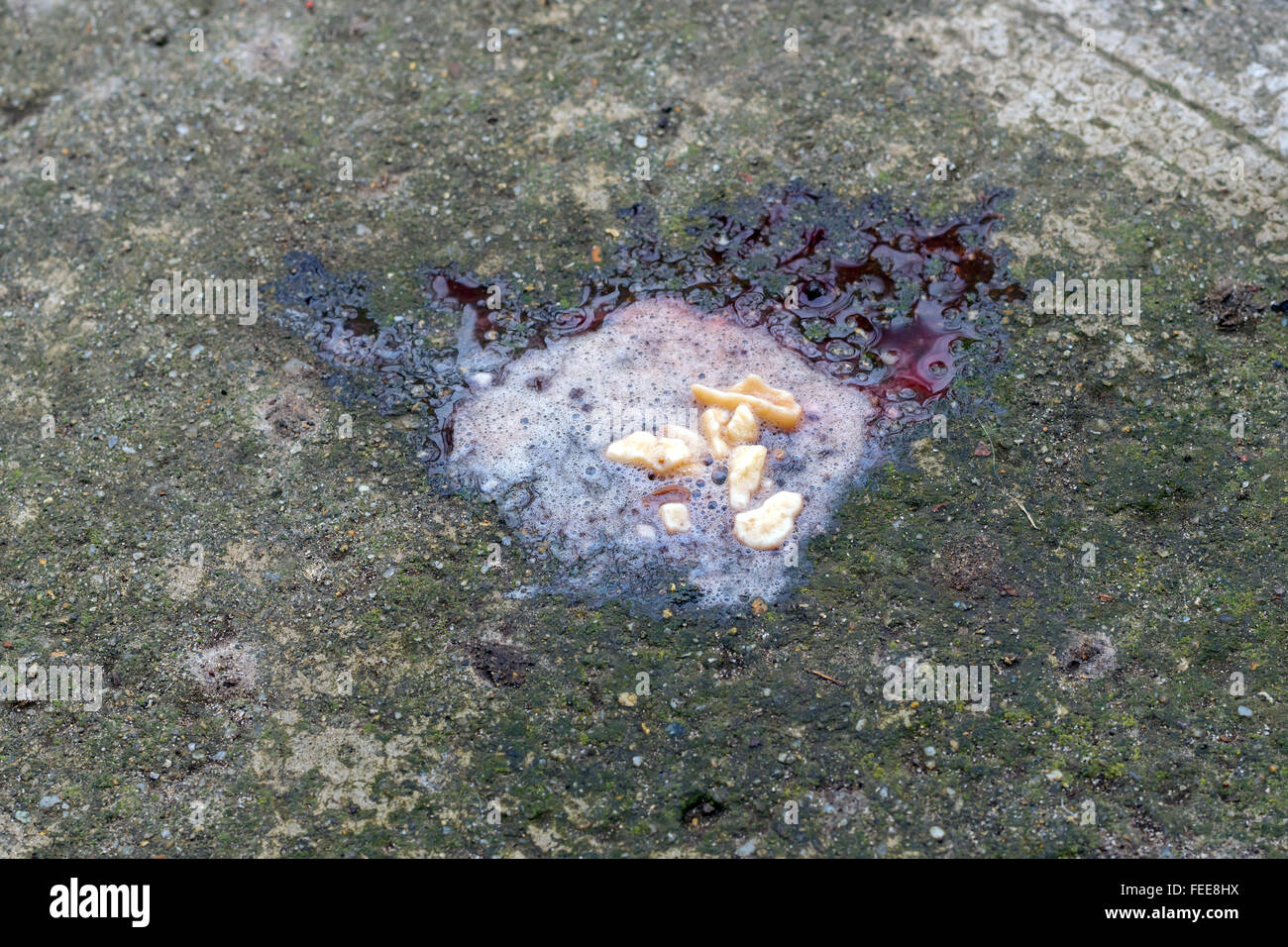 Dog vomit with blood Stock Photo
