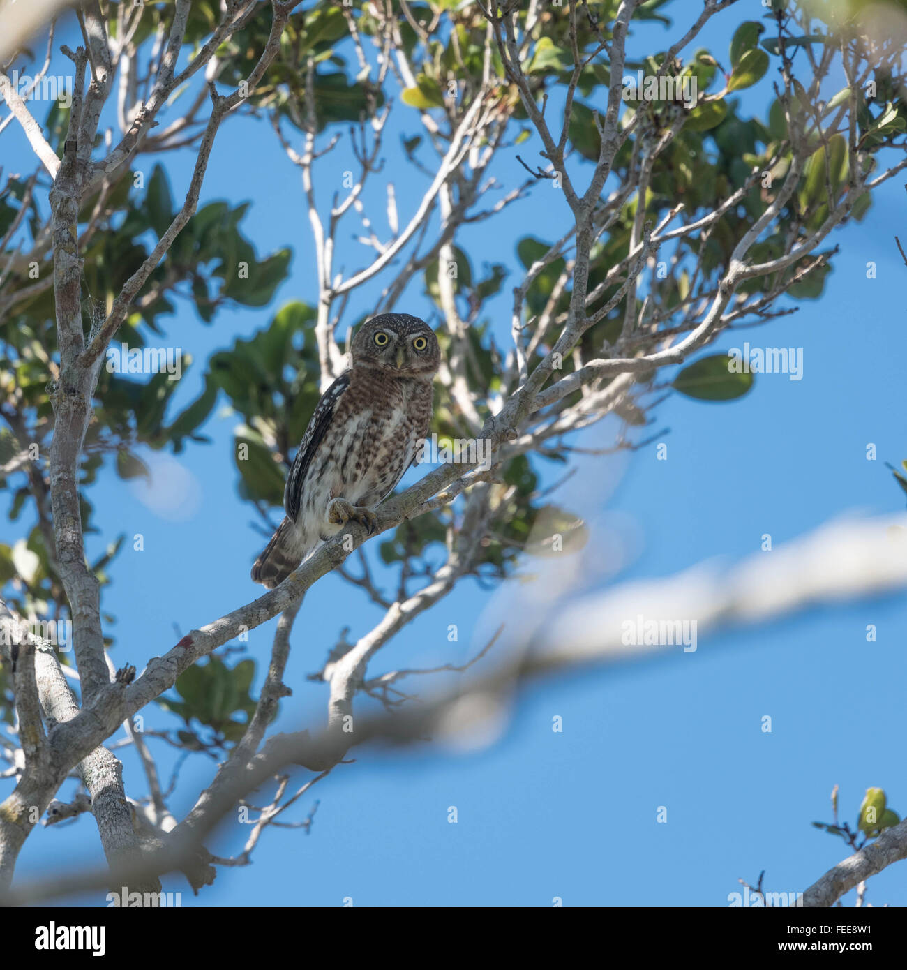 cuban pygmy owl Stock Photo