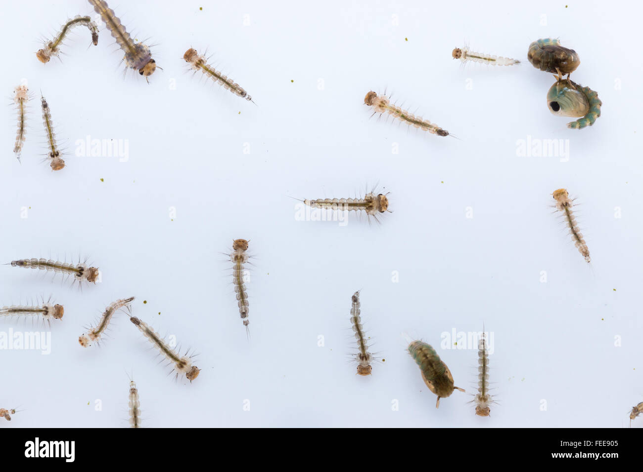 mosquito larva contagion Zika Virus and Dengue Stock Photo