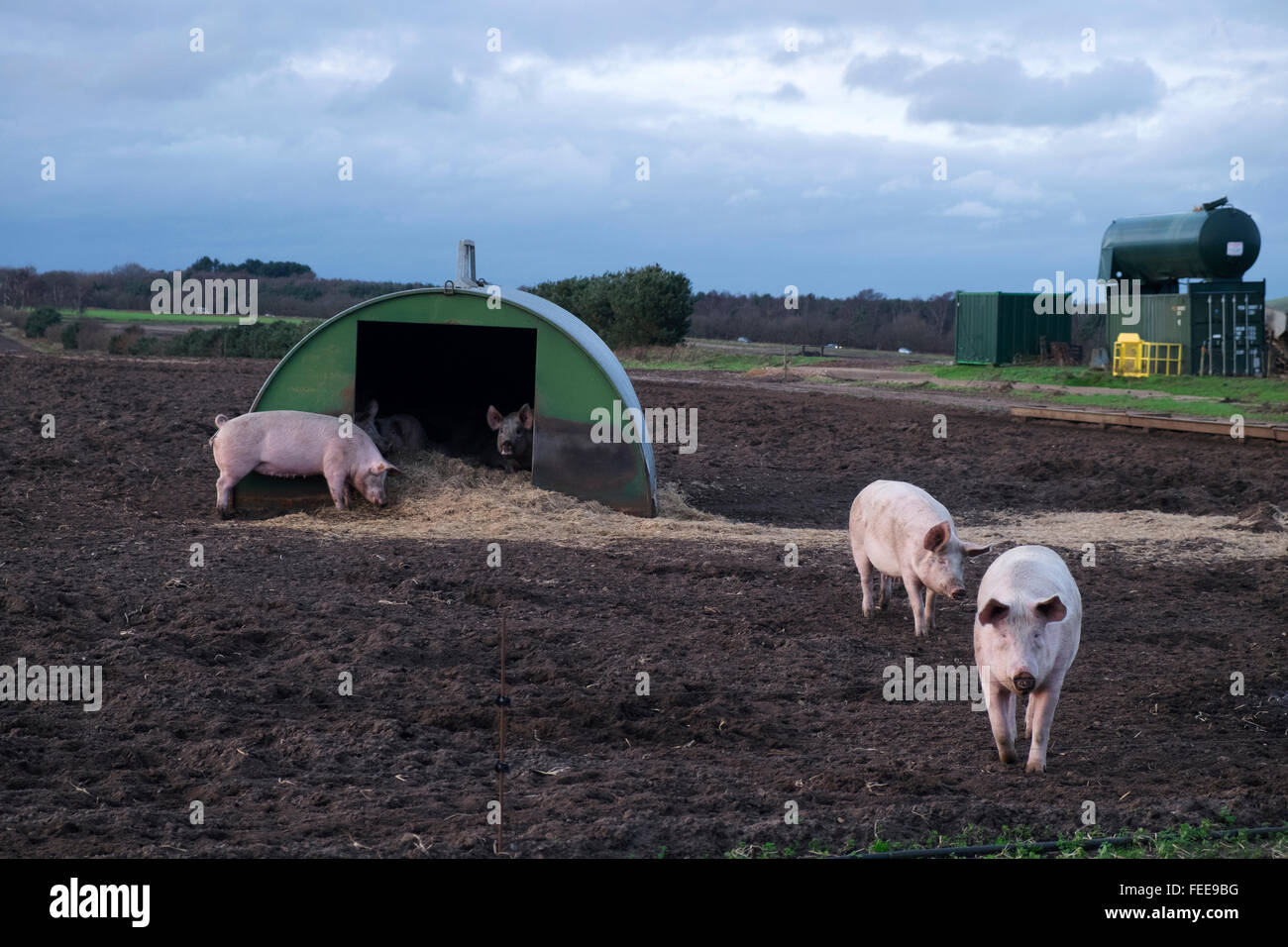 Outdoor breed pigs Stock Photo