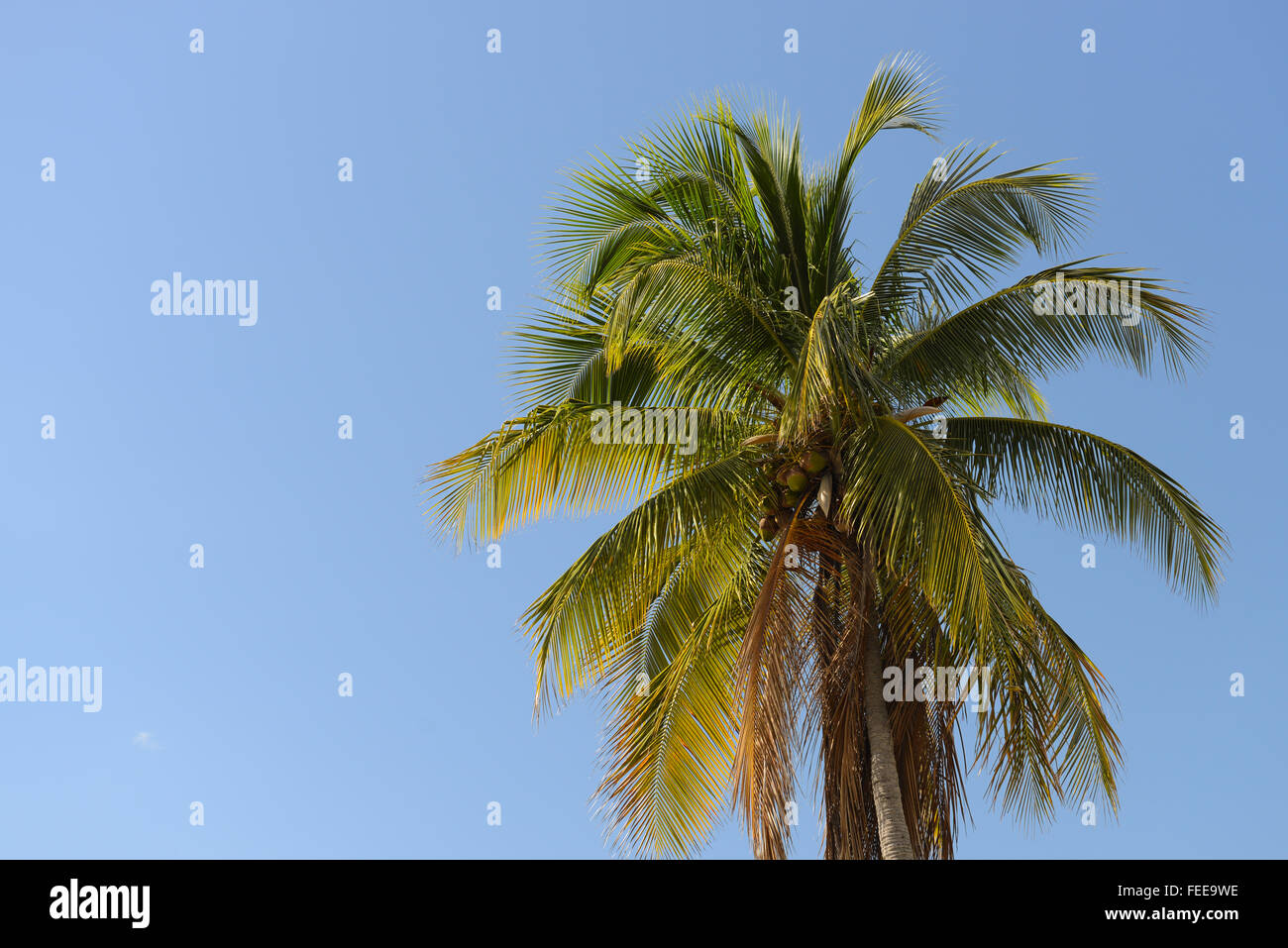 Palm tree against clear blue skies. Patillas, Puerto Rico. Caribbean Island. US territory. Stock Photo