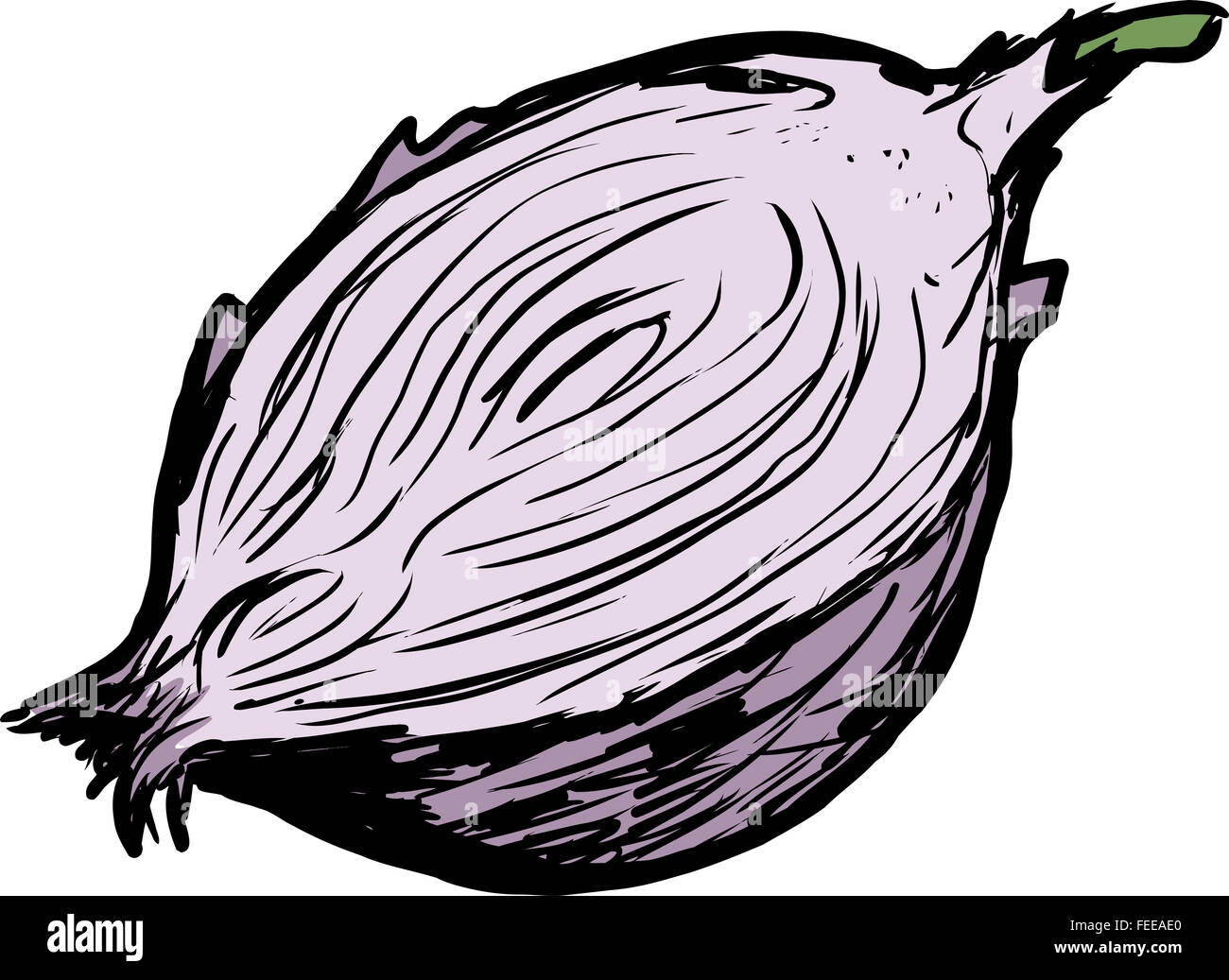 Hand drawn single raw red onion cut in half over white background Stock Photo