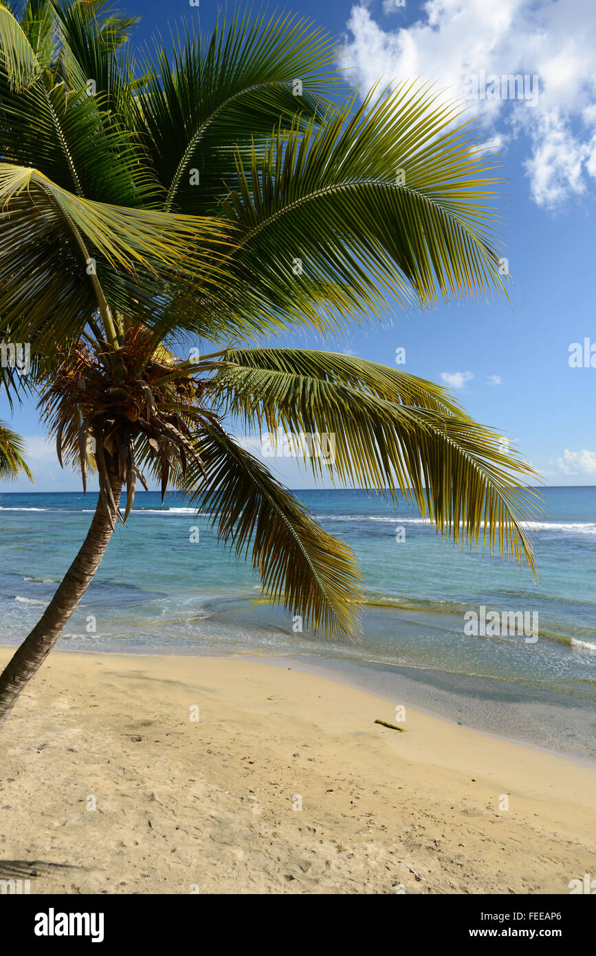 Tropical scene of clear waters and palm tree over beach. Patillas, Puerto Rico. Caribbean Island. US territory. Stock Photo