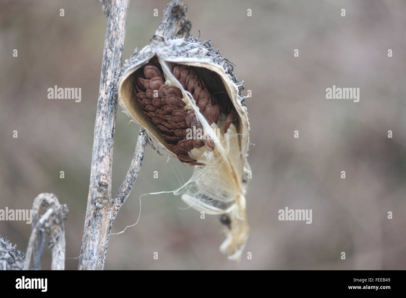 The dried stalk and seed pods of a milkweed plant , on a very cold day