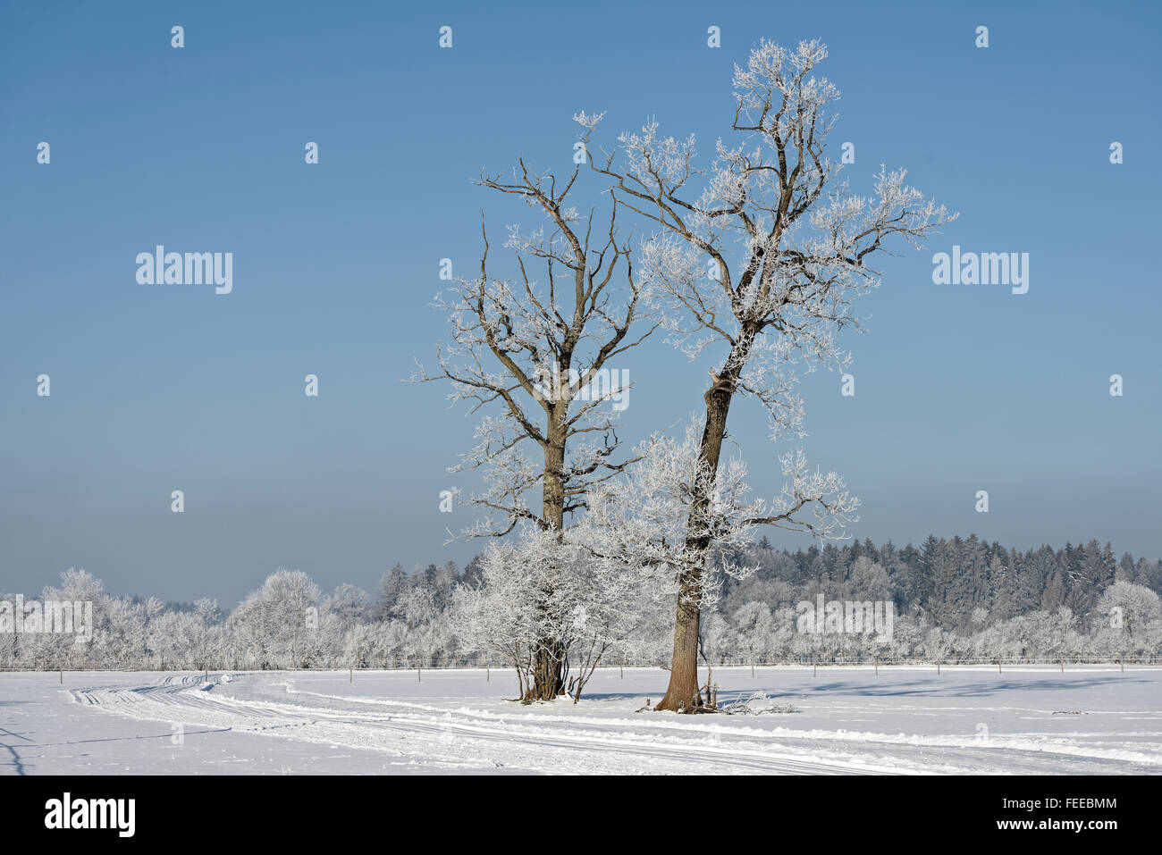 Trees with hoarfrost in winter, Königsdorf, Upper Bavaria, Bavaria, Germany Stock Photo