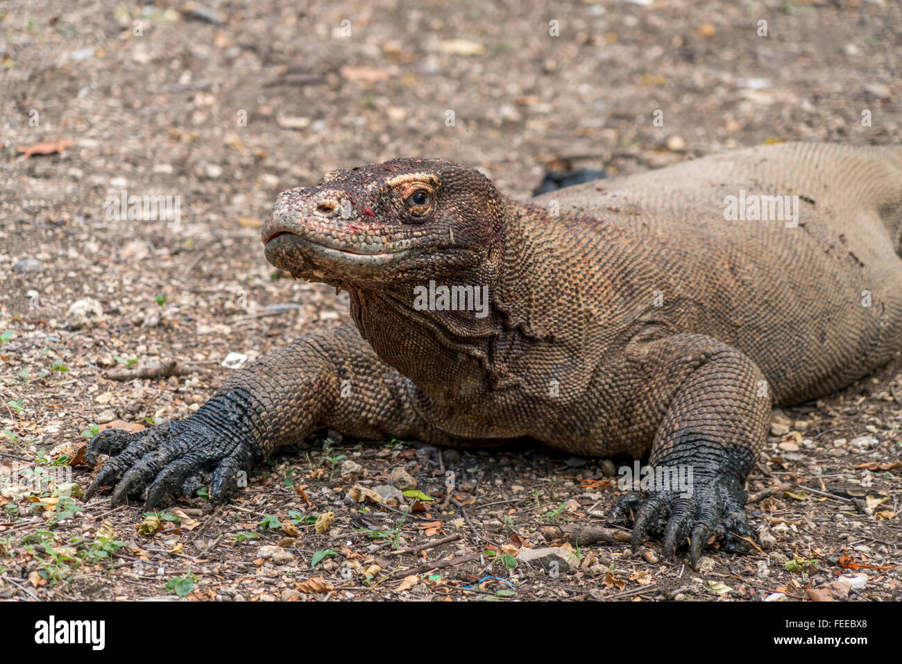 Komodo Dragon Or Monitor (Varanus Komodoensis), Komodo National Park ...