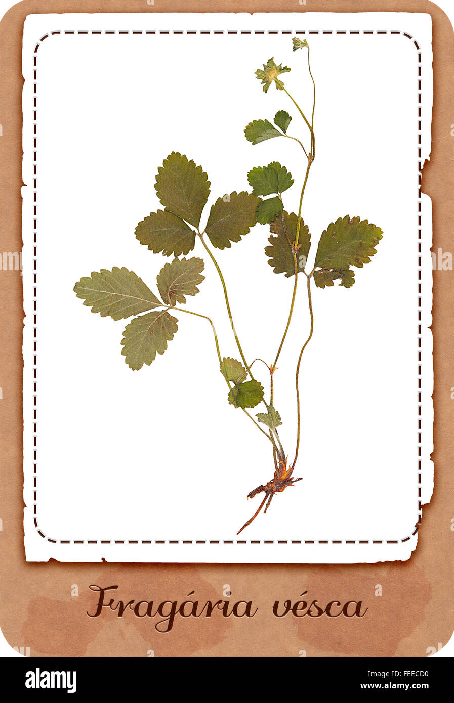 Strawberry plant roots hi-res stock photography and images - Alamy