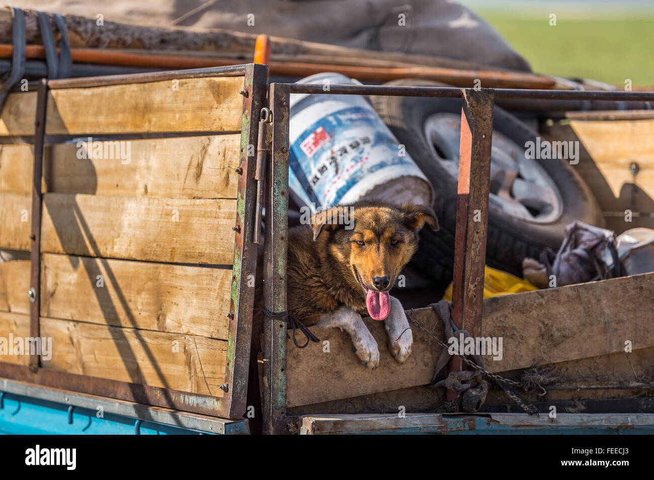 Dog relaxing in the bed of a pickup truck Stock Photo Alamy