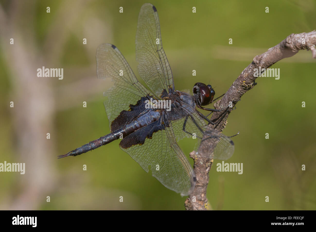 A male Black Saddlebags, Tramea lacerata, perched on a branch Stock Photo