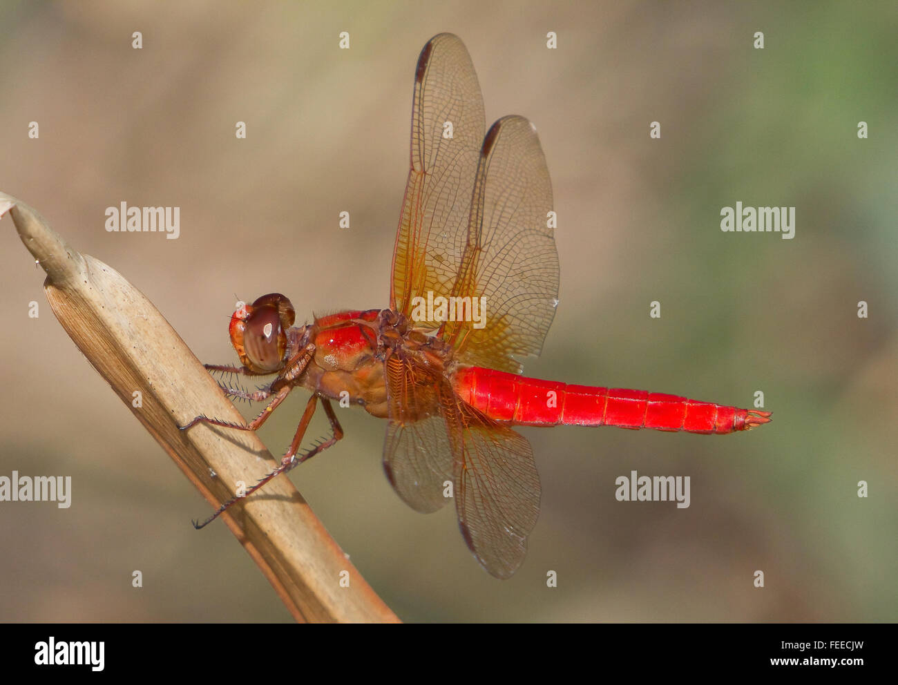 Neon Skimmer, Libellula croceipennis, perched near a pond Stock Photo