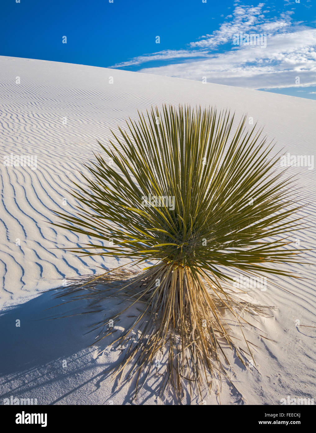 Green plant growing in white sand Stock Photo