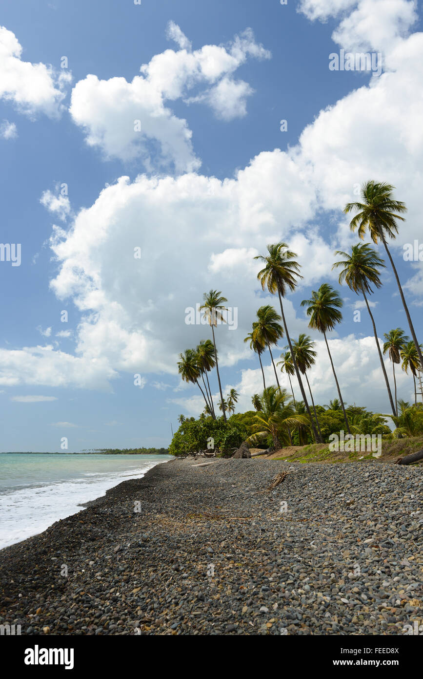 Tropical view of palm trees at a rocky sand beach in Salinas, Puerto Rico. Caribbean Island. US territory. Stock Photo