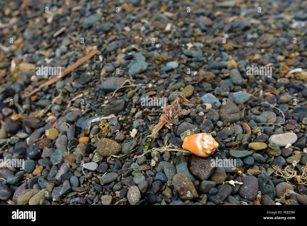 Orange seashell at a rocky beach in Salinas, Puerto Rico. Caribbean Island. US territory. Stock Photo