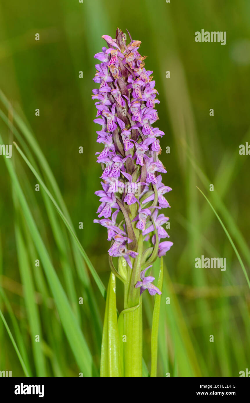 early marsh-orchid Dactylorhiza incarnata Stock Photo