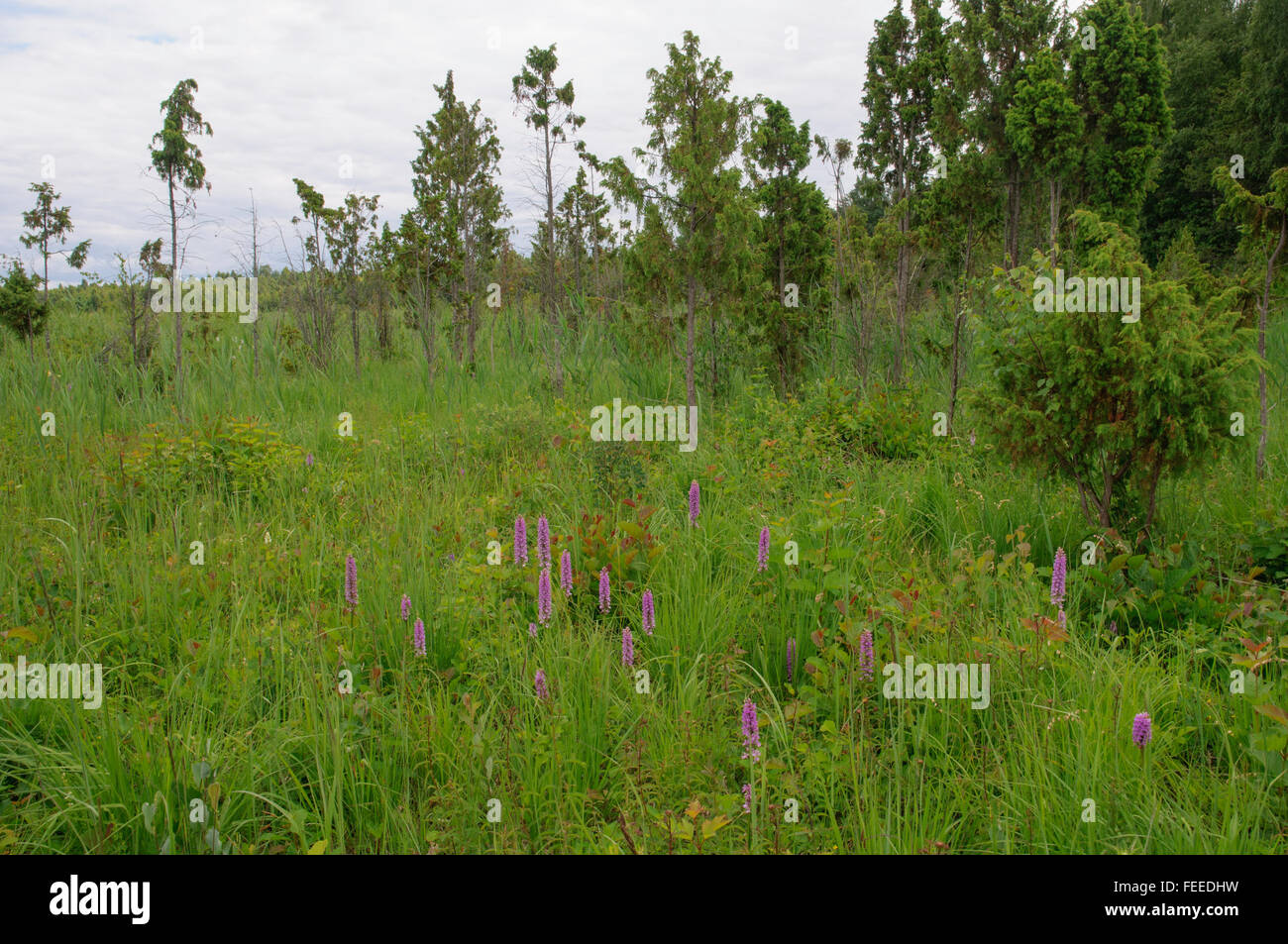 Alkaline fen with orchids in Kemeri national park Stock Photo