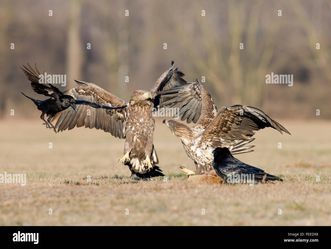 White-tailed Eagles fighting over food. Stock Photo