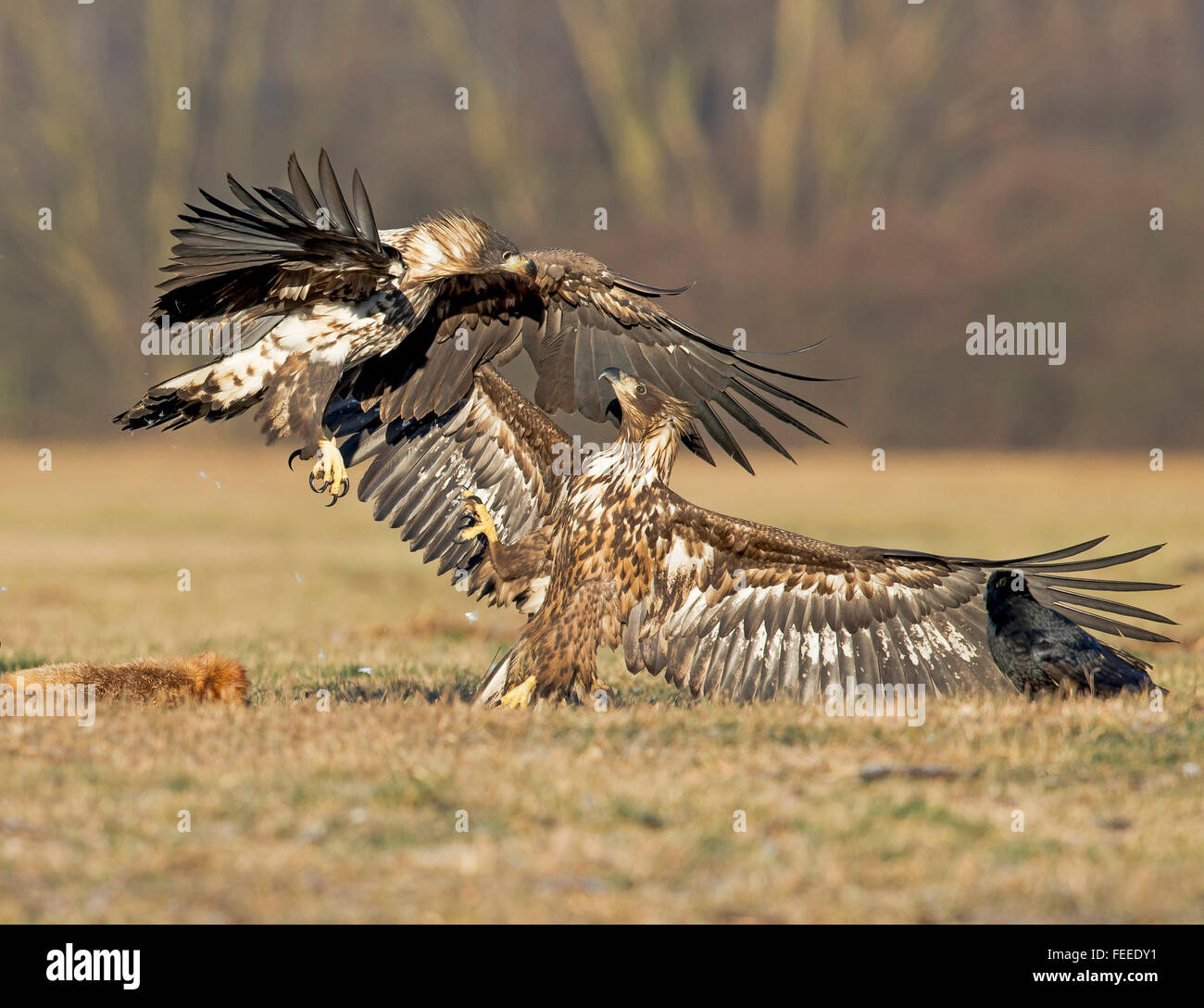 White-tailed Eagles fighting over food. Stock Photo