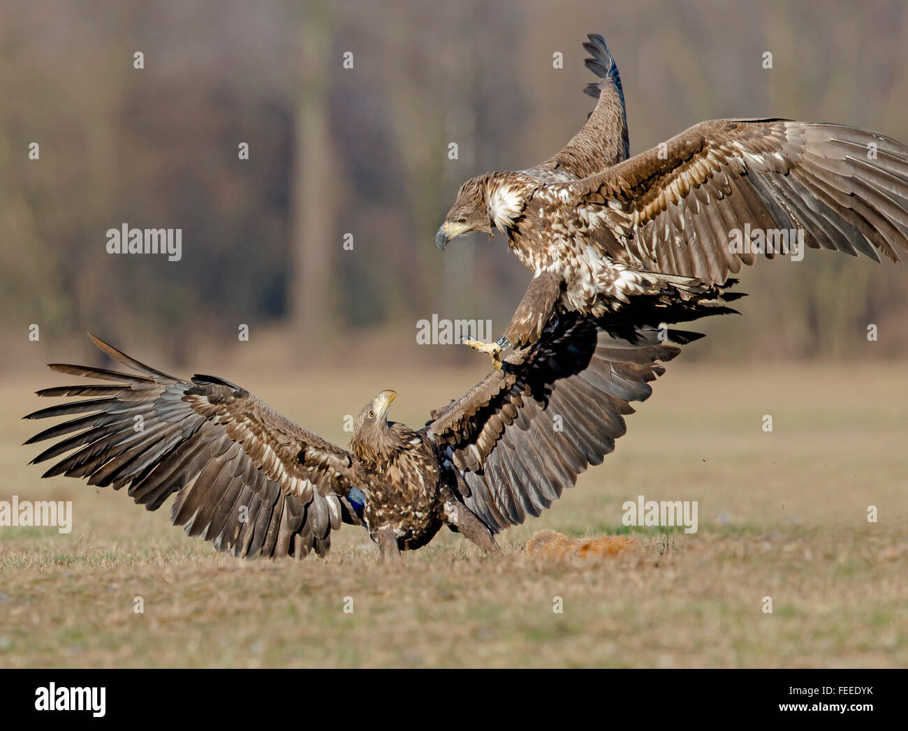 White-tailed Eagles fighting over food. Stock Photo