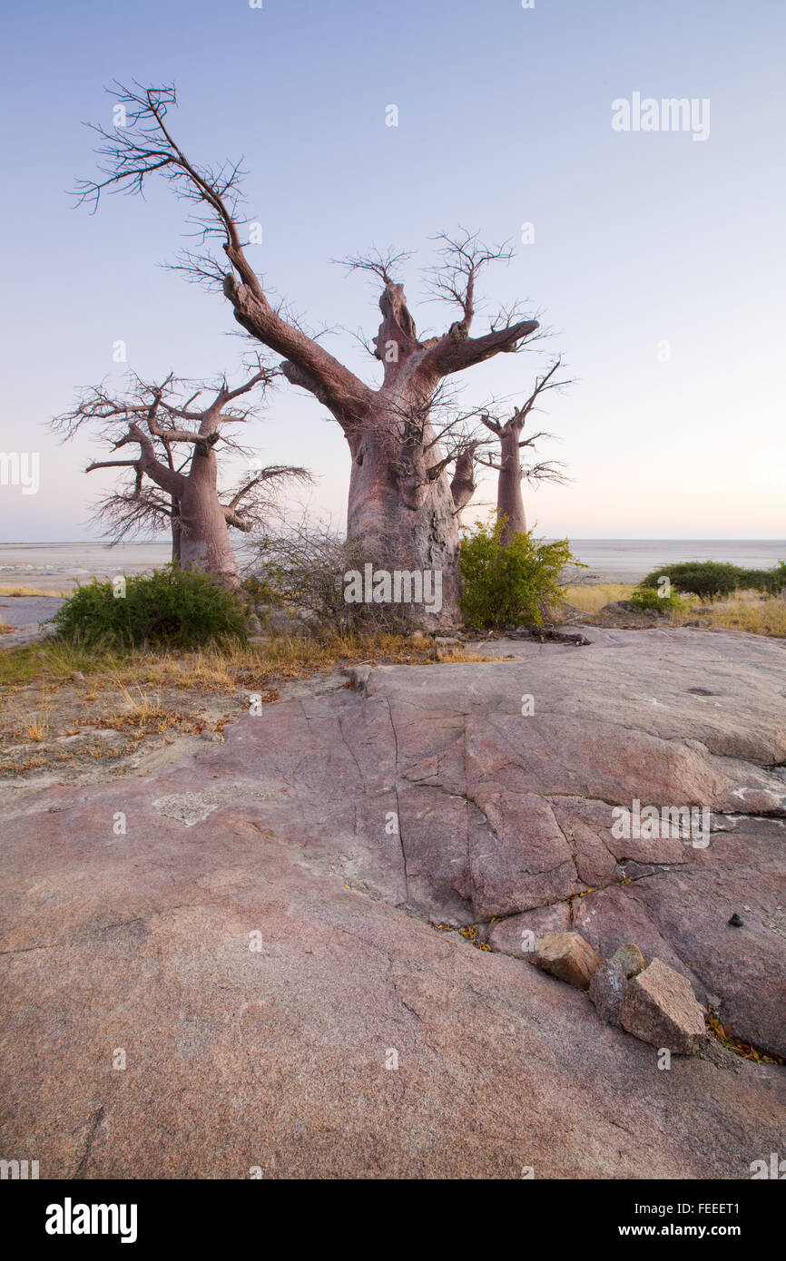 Baobab Tree on Kubu Island Stock Photo
