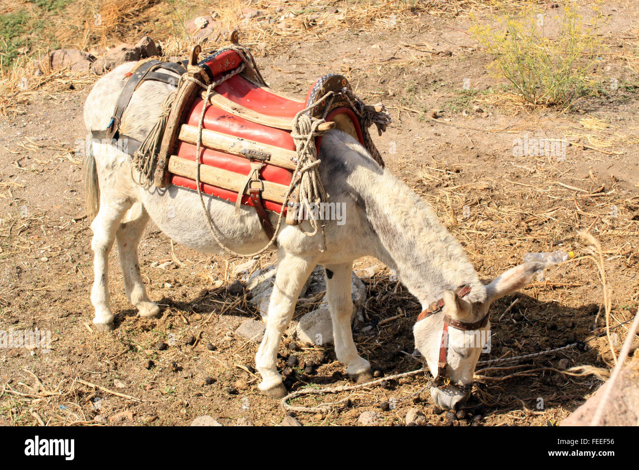 Tethered donkey with traditional wooden saddle Stock Photo - Alamy