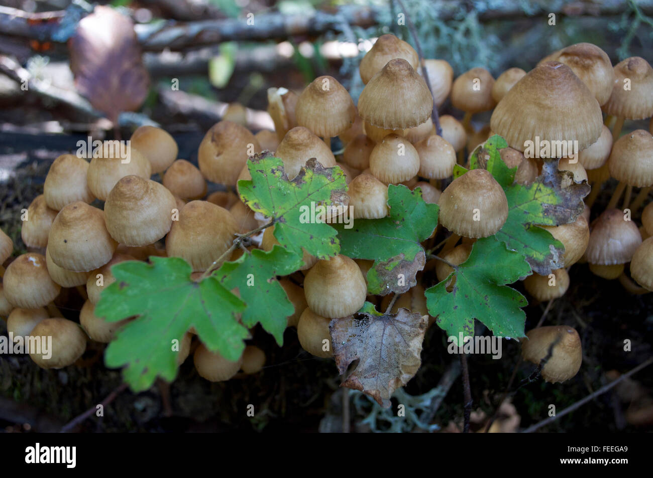 Group of poisonous mushrooms in Oak Forest Stock Photo