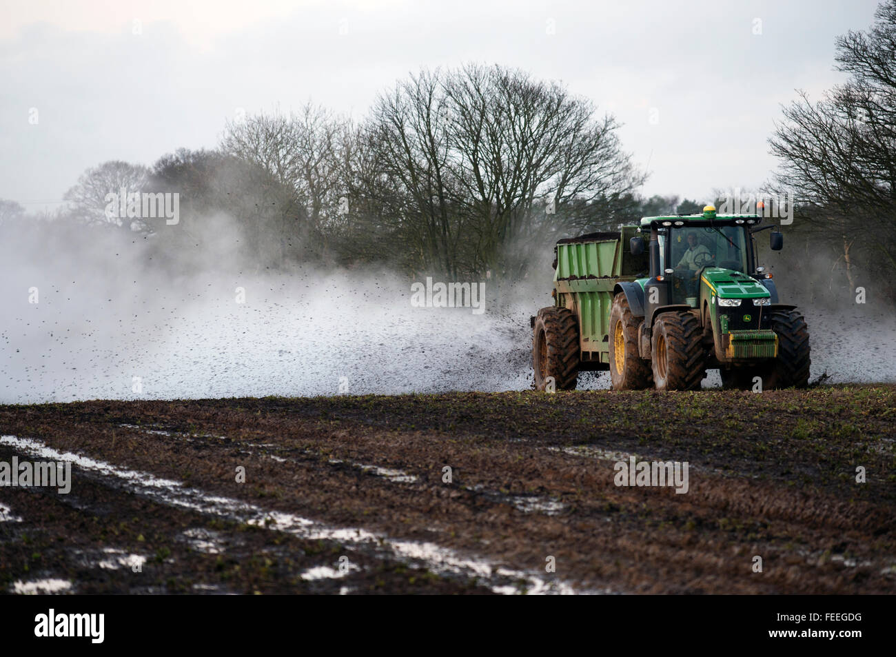 Muck spreading on an arable farm, Alderton, Suffolk, UK Stock Photo Alamy