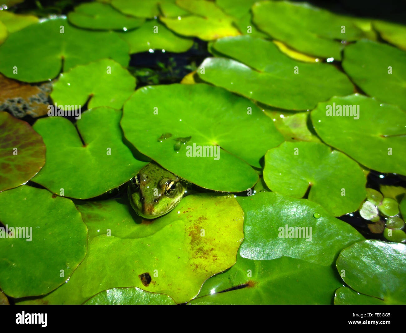 A Frog Peeking Out From Under Lily Pads In A Pond Stock Photo Alamy