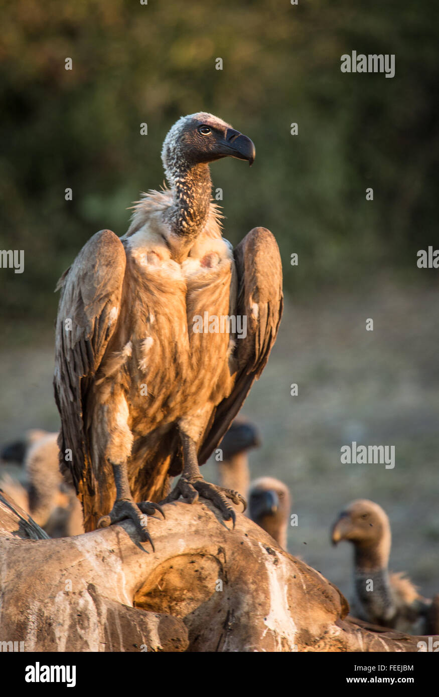 Vulture on a carcass Stock Photo