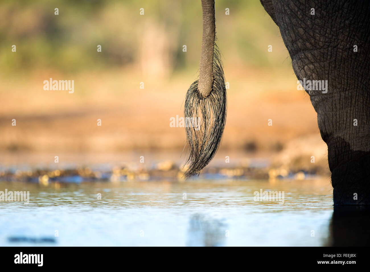 Tail of African Elephant Stock Photo